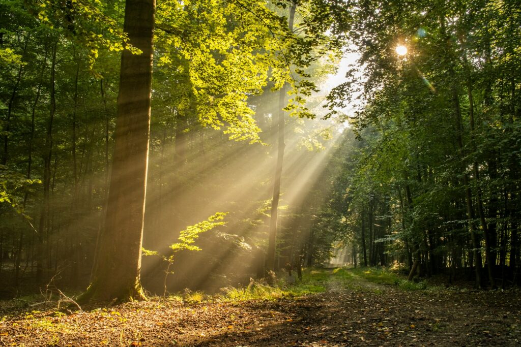 Sunlit pathway through green trees