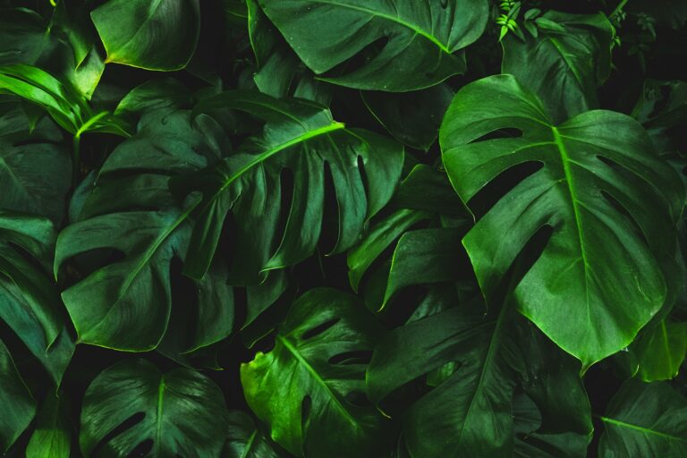 Green leaves in soft natural light