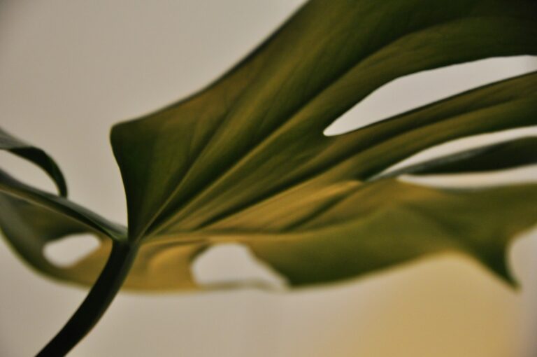 Minimal botanical still life in soft green tones