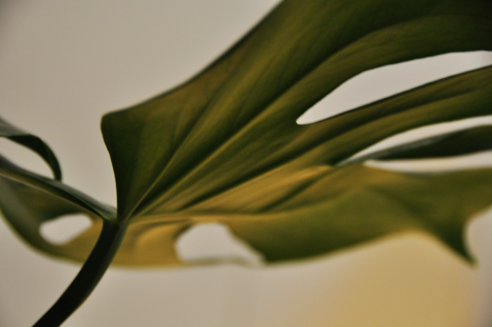 Minimal botanical still life in soft green tones